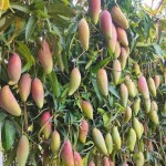 ব্যানানা আম – কলার মতো দেখতে, স্বাদে একদম অনন্য