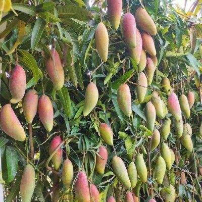 ব্যানানা আম – কলার মতো দেখতে, স্বাদে একদম অনন্য